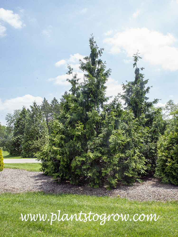 Nordic Spirea Arborvitae (Thuja)  
This image demonstrates the full base of the plant and spire-like top.